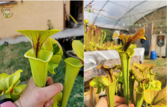 Graines Sarracenia 2023 (SFF02 x SFC01) (23.73)