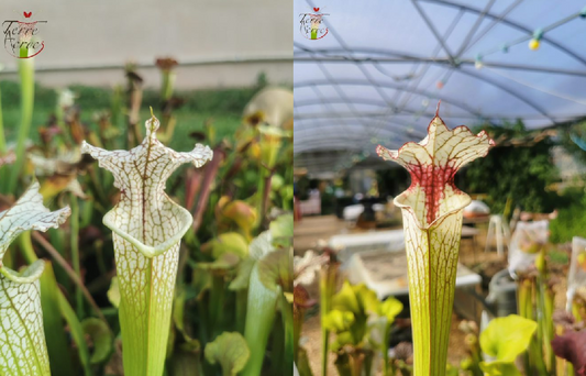 Graines sarracenia 2023 (SX19 x SX31) (23.181)