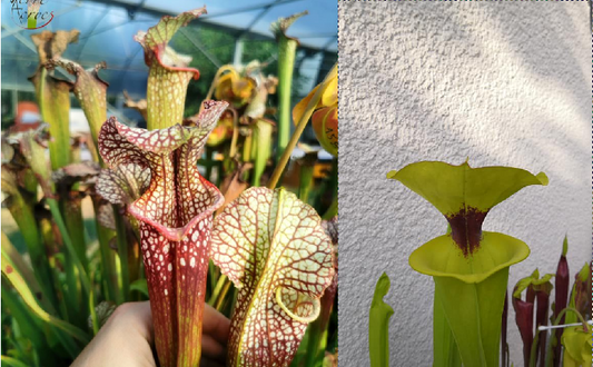 Graines sarracenia 2023 (SXM01 x SFR02) (23.252)