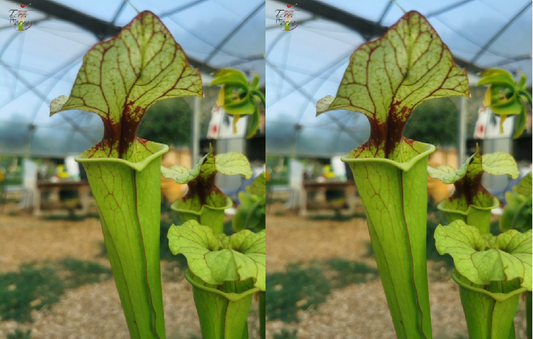 Graines sarracenia 2023 (SX25a x SX25a) (23.219)