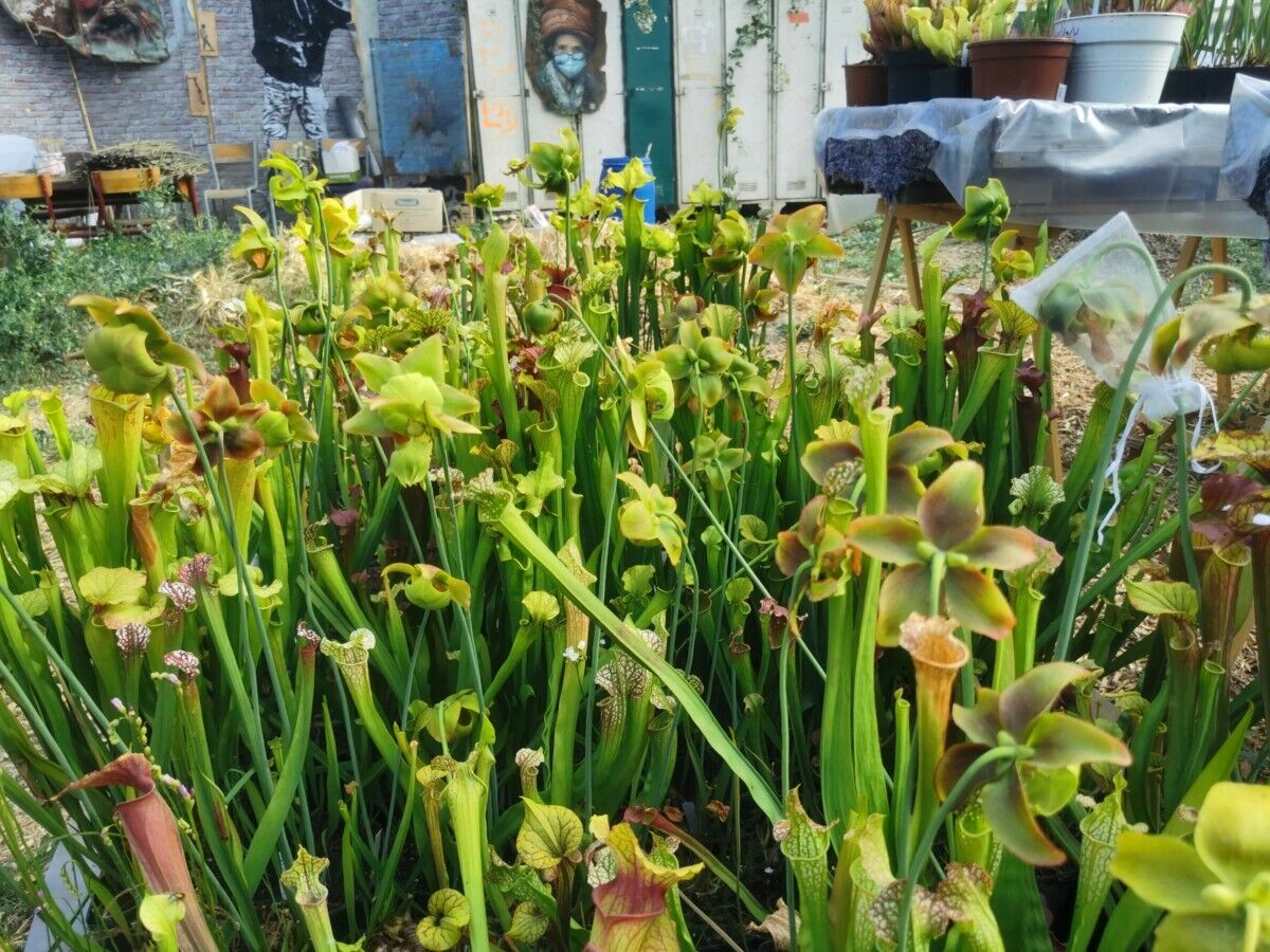 Lot de sarracenias (5 ou 10 plantes)