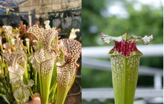 Graines Sarracenia 2023 (SL02 x SX02) (23.85)
