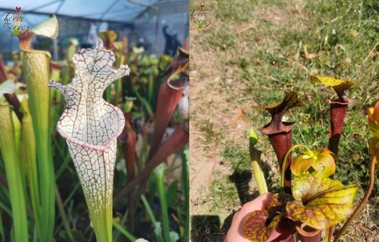Graines sarracenia 2023 (SL11 x SFA02) (23.100)