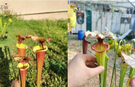 Graines Sarracenia 2023 (SX30 x SXM09) (23.235)