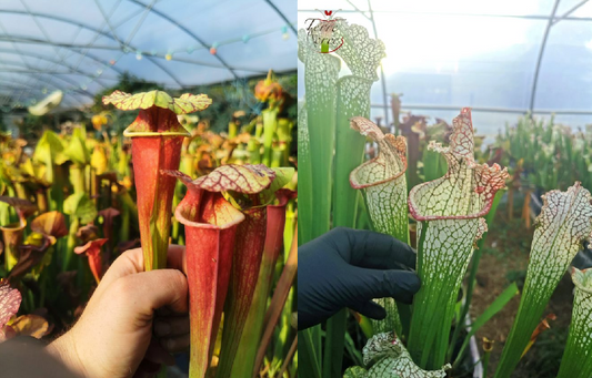 Graines Sarracenia 2023 (SX25b x SX26a) (23.224)