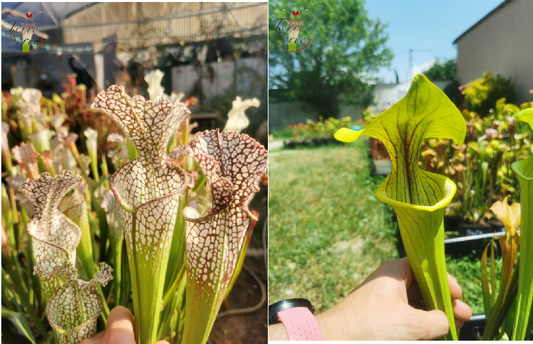 Graines Sarracenia 2023 (SL02 x SX38) (23.86)