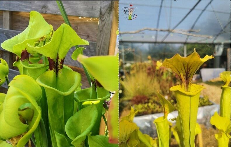 graines sarracenia 2022 (rugelii x "Goldie")
