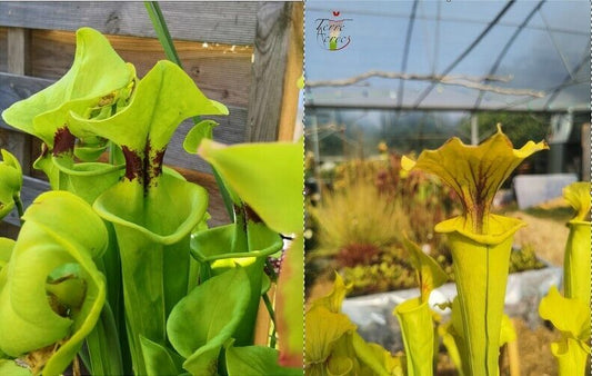 graines sarracenia 2022 (rugelii x "Goldie")
