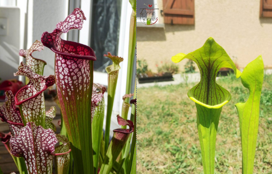 Graines sarracenia 2023 (SXMi02 x SX38) (23.328)