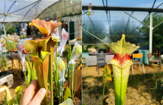 Graines sarracenia 2023 (SFX02 x SXM12) (23.70)