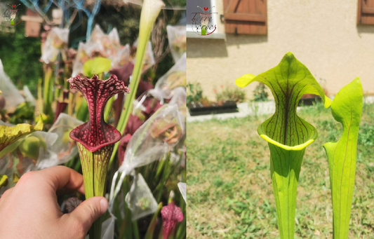 Graines Sarracenia 2023 (SX17 x SX38) (23.177)