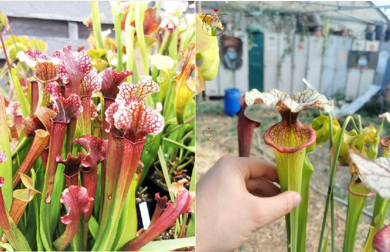Graines sarracenia 2023 (SX09 x SXM09) (23.161)