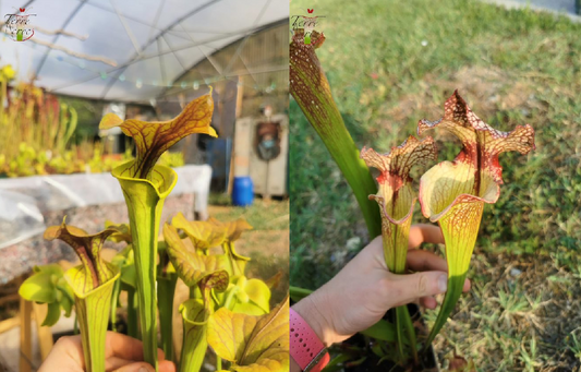 Graines Sarracenia 2023 (SFC01 x SXM13) (23.17)