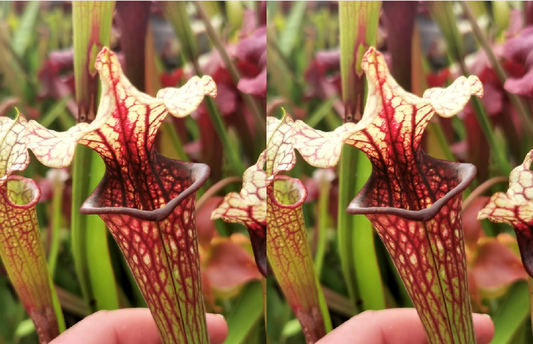 Graines Sarracenia 2023 (SX37a x SX37a) (23.244)