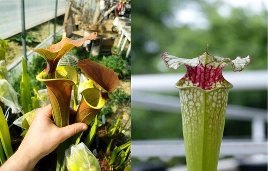 graines sarracenia 2022 ((rugelii x atropurpurea) X SX65a )