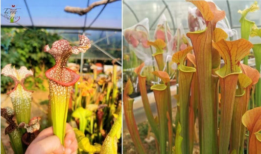 Graines Sarracenia 2022 (SX14 X SX07) (22.114)