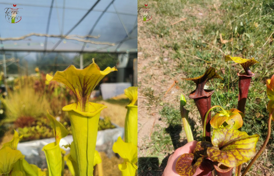 Graines Sarracenia 2023 (SFX01 x SFA02) (23.66)