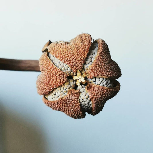 graines sarracenia 2022 ((“Citron” x ornata (mutant flower) x "Luben's red)