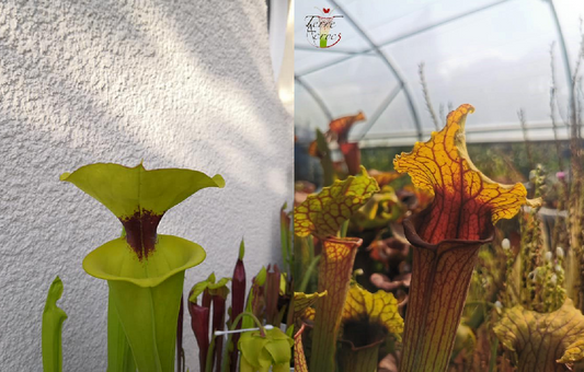 Graines Sarracenia 2023 (SFR02 x SX22a) (23.49)