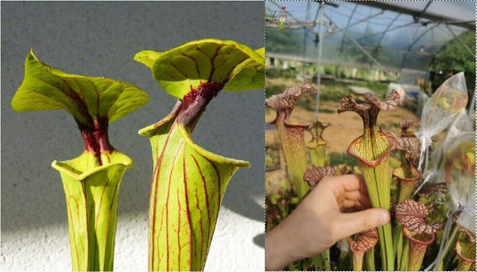 Graines Sarracenia 2022 (SFO01 x SXM04) (22.25)