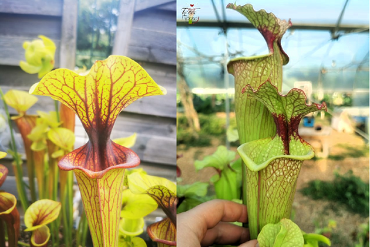 Graines Sarracenia 2023 (SFO02 x SXM03) (23.26)
