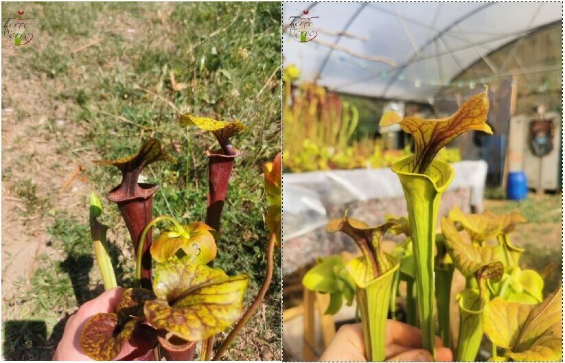 Graines Sarracenia 2022 (SFA02 x SFC01) (22.10)