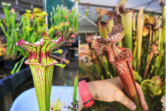 Graines Sarracenia 2023 (SX05 x SXM01) (23.142)