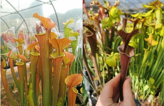 graines sarracenia 2022 ("Tygo" x atropurpurea (F129B, Msrba))