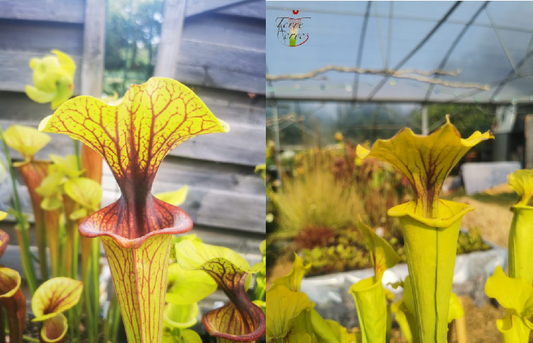 Graines Sarracenia 2023 (SFO02 x SFX01) (23.27)