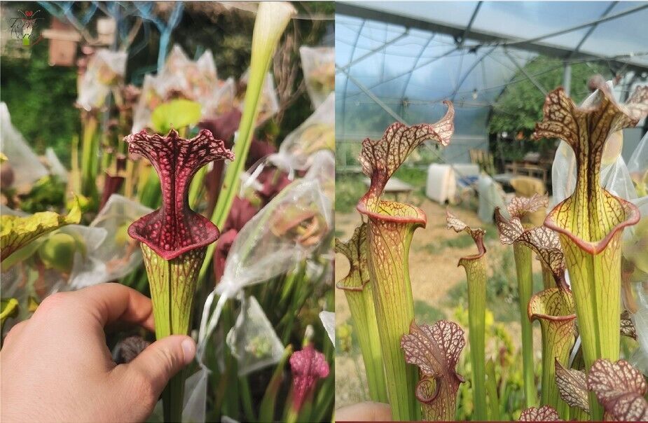 graines sarracenia 2022 ((oreophila x leucophylla) x (leucophylla x cuprea))
