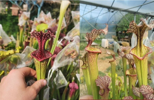 graines sarracenia 2022 ((oreophila x leucophylla) x (leucophylla x cuprea))