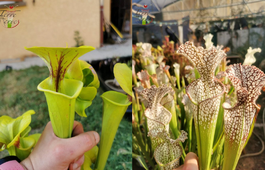 Graines Sarracenia 2023 (SFX03 x SL02) (23.126)