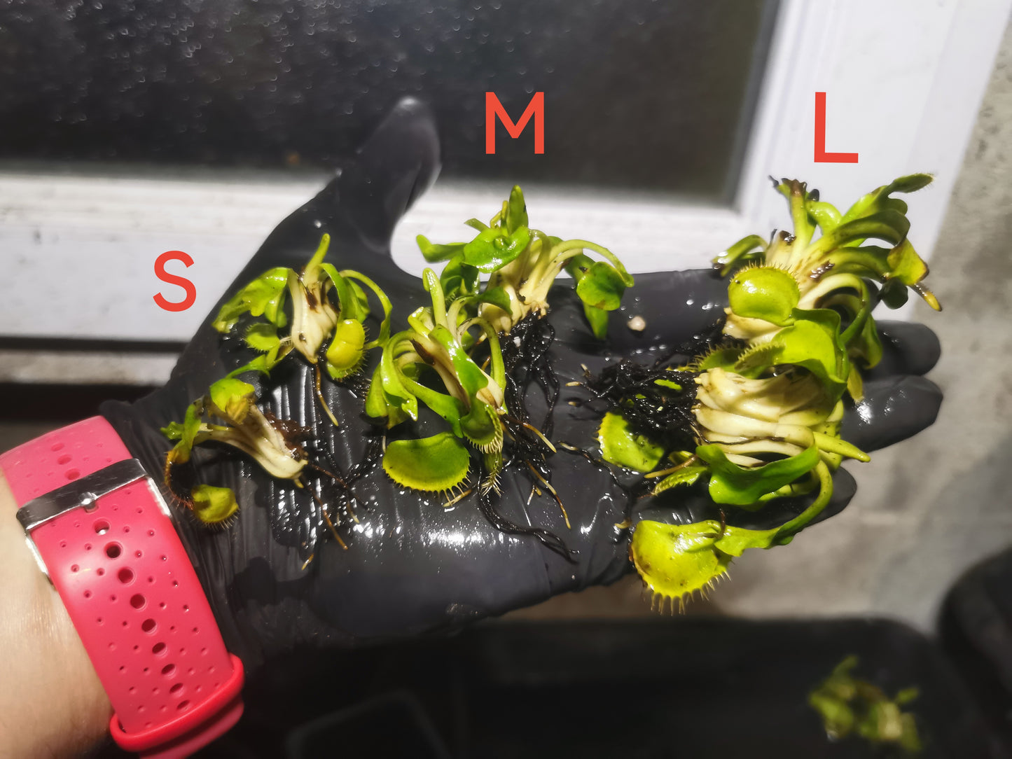 DM32 Dionaea muscipula -- "Black Beauty"