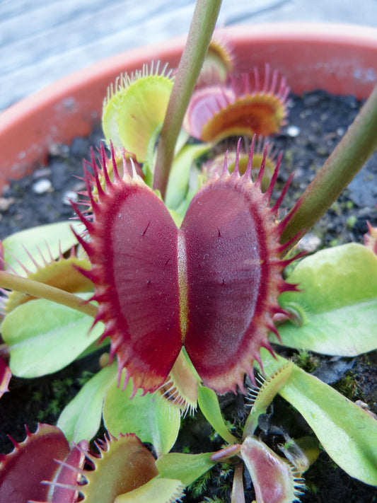 DM02 Dionaea muscipula -- "Giant Big Mouth"