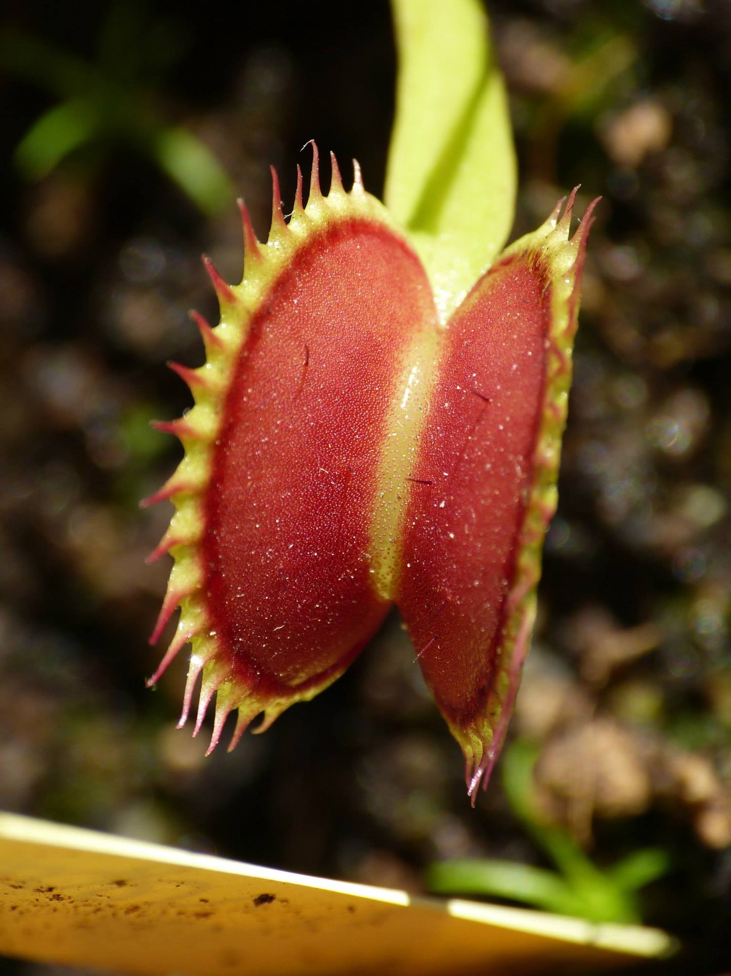 DM06 Dionaea muscipula -- 'Tiger Fangs'