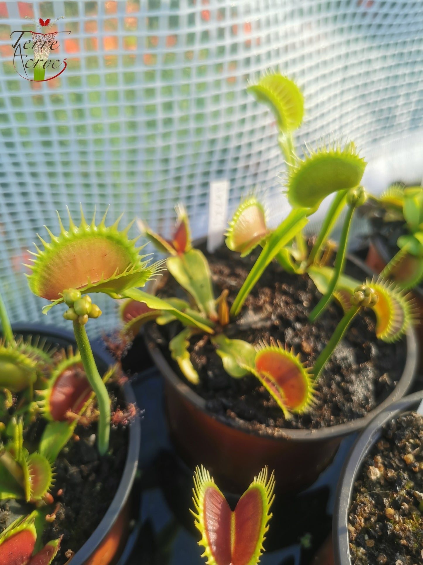 DM06 Dionaea muscipula -- 'Tiger Fangs'