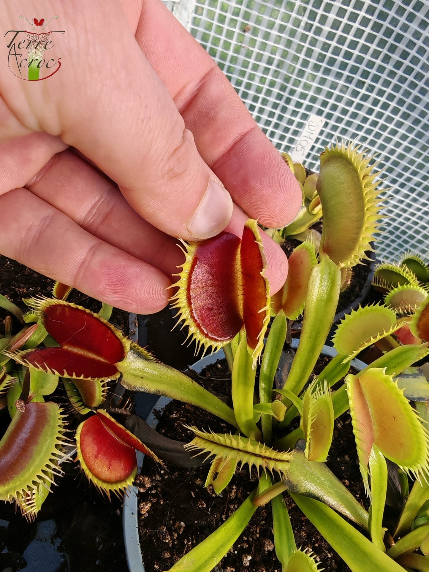 DM06 Dionaea muscipula -- 'Tiger Fangs'