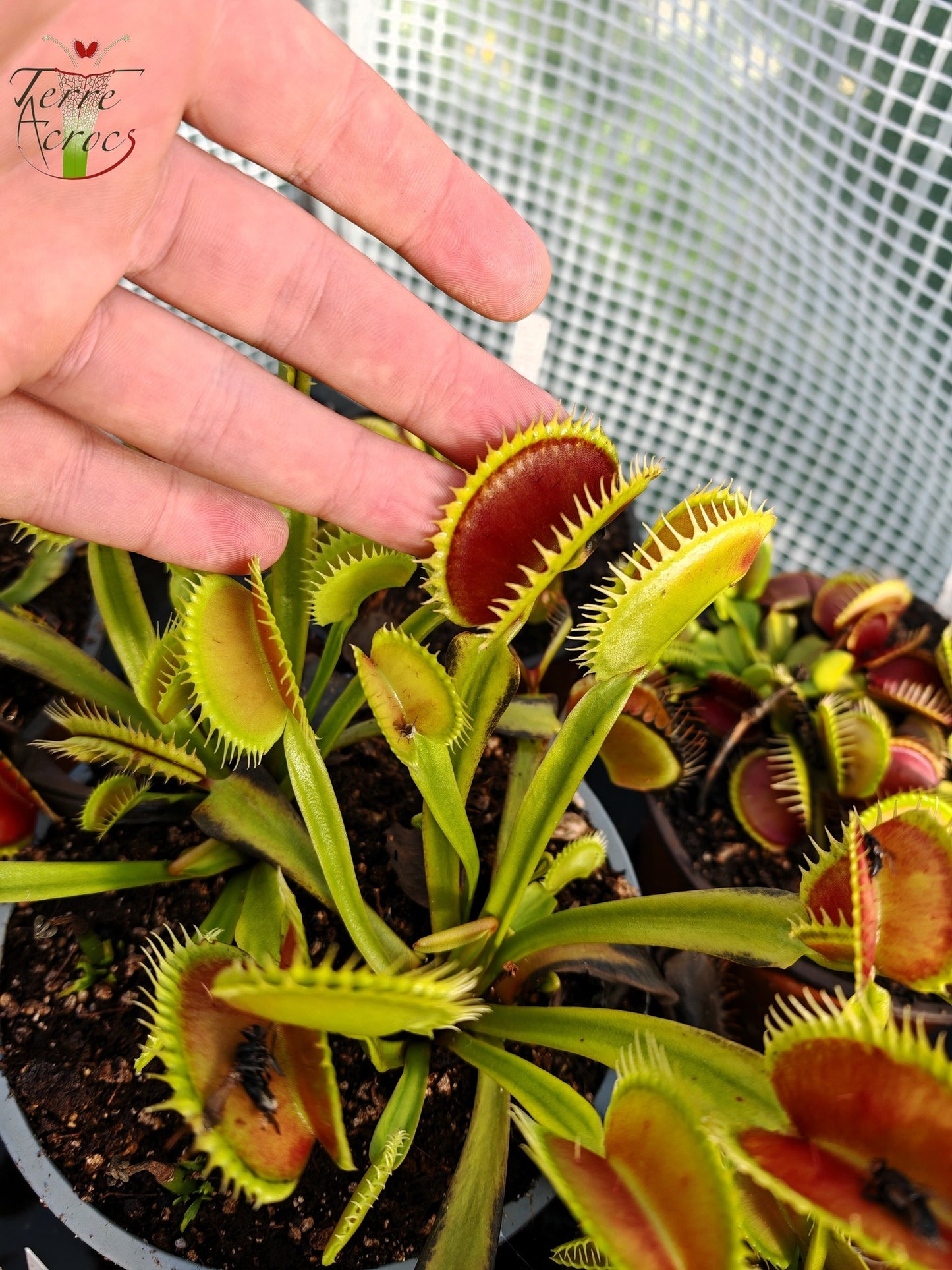 DM06 Dionaea muscipula -- 'Tiger Fangs'