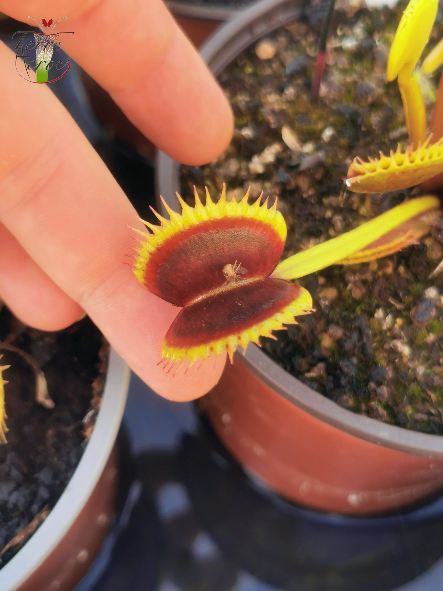 DM07 Dionaea muscipula -- "Wine Mouth"