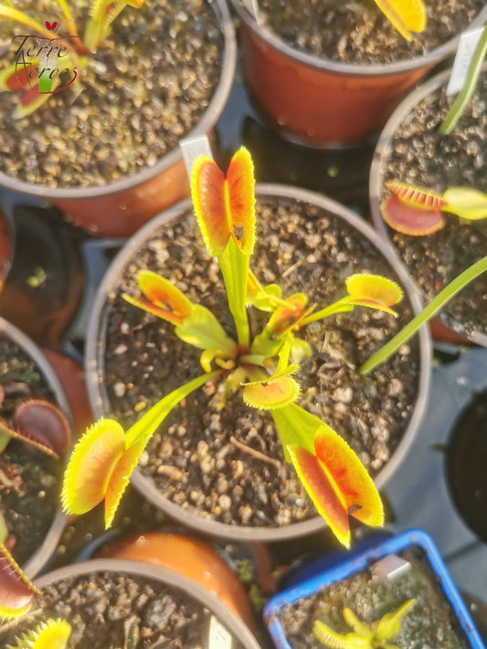 DM08 Dionaea muscipula -- "Vitiligo"