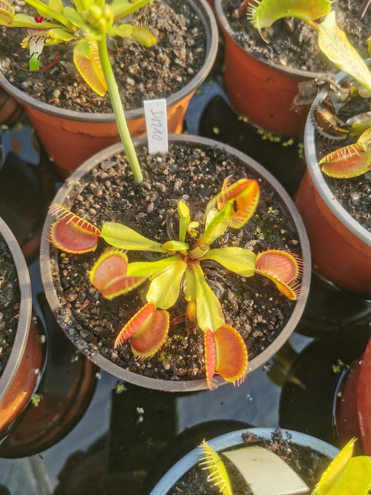 DM10 Dionaea muscipula -- “Charly Mandon’s Spotted”