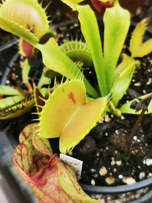 DM11 Dionaea muscipula -- "Patches"
