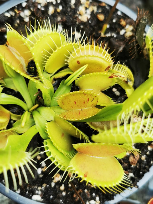 DM11 Dionaea muscipula -- "Patches"
