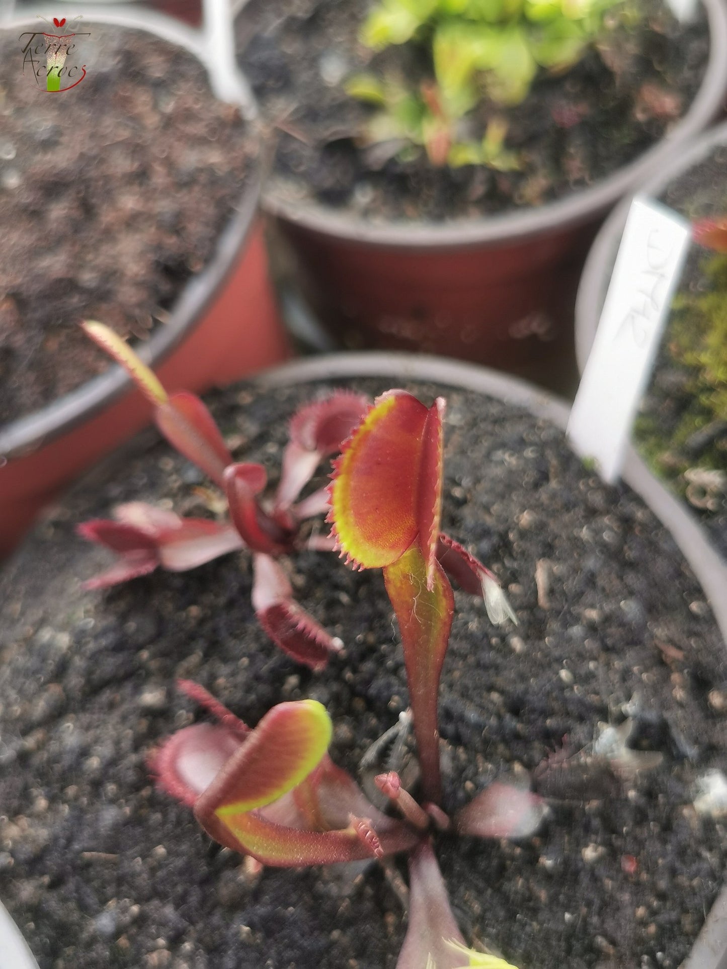 DM12 Dionaea muscipula -- 'Angioma'
