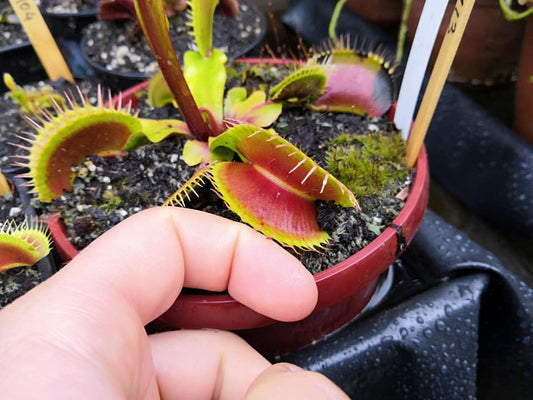 DM13 Dionaea muscipula -- "Darwin"