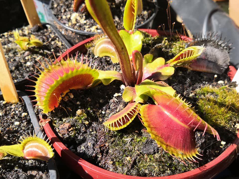 DM13 Dionaea muscipula -- "Darwin"