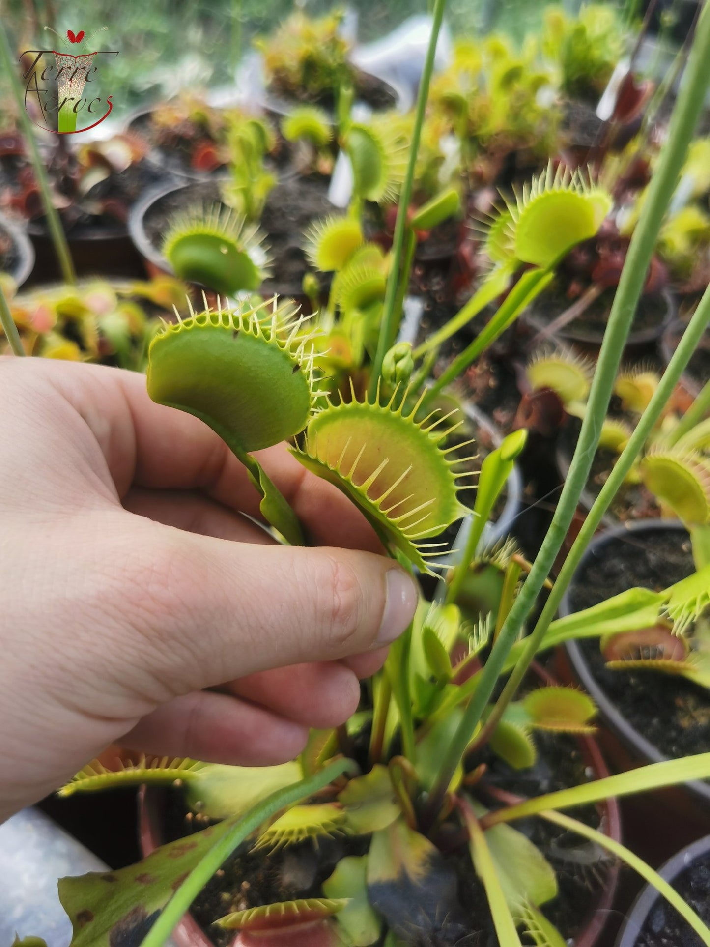 DM13 Dionaea muscipula -- "Darwin"