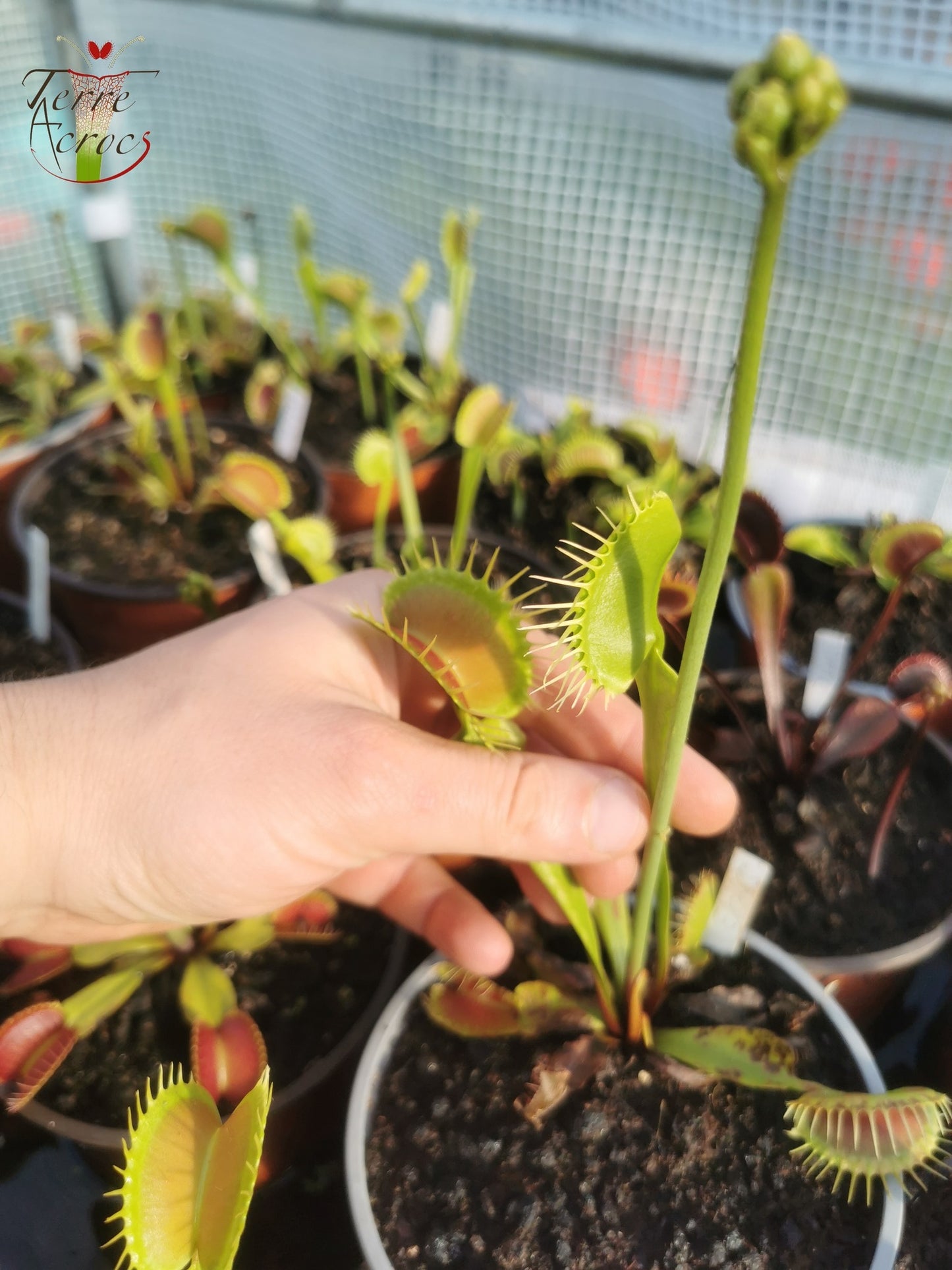 DM13 Dionaea muscipula -- "Darwin"