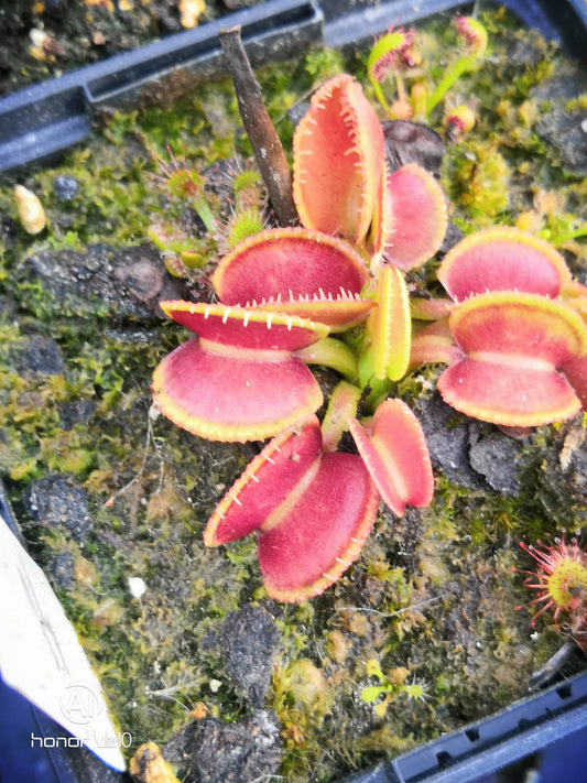 DM14 Dionaea muscipula -- "Wiky Purple Trap"