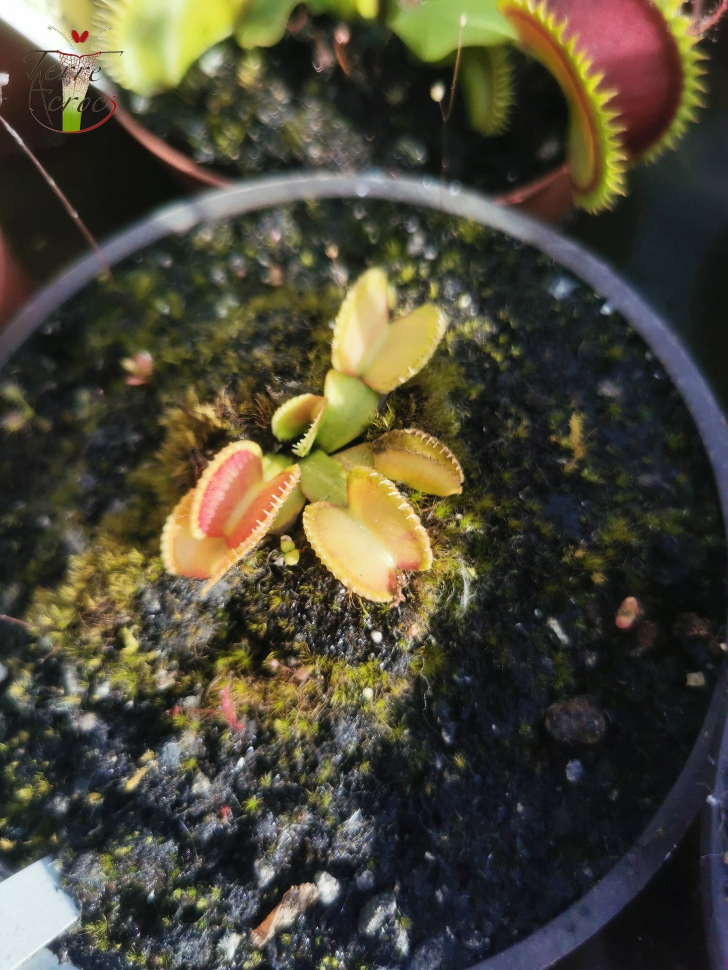 DM14 Dionaea muscipula -- "Wiky Purple Trap"